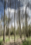 Des King - A forest of lively trees